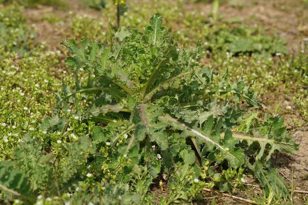 Fechar em um verde fresco emergente espinhoso porca-cardo, Sonchus asper no campo — Fotografia de Stock