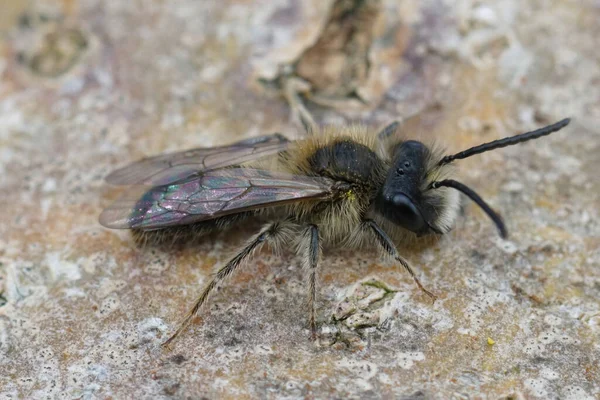 Primo piano su una femmina pelosa ape mineraria di EArly, Andreena praecox seduta sulla corteccia di un albero — Foto Stock