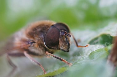 Eristalis tenax, yeşil bir yaprağın üzerinde oturan sıradan bir dron sineğinin gözüne yakın plan.
