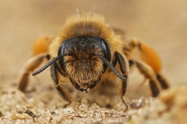 Yerdeki dişi, sarı bacaklı maden arısı Andrena Flavipes 'ın ön cepheden detaylı görüntüsü.