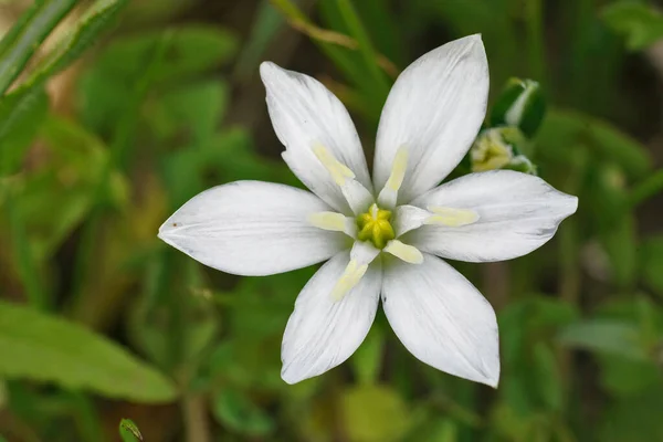 Primer plano de la brillante flor blanca del jardín estrella de Belén, Ornithogalum umbellatum — Foto de Stock
