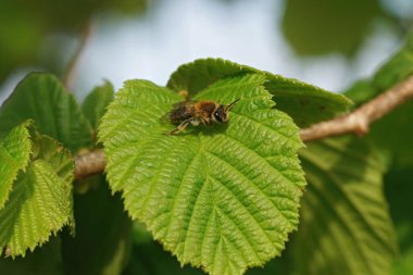 Yeni ortaya çıkmış dişi Mellow Madencisi Andrena Mitis 'e yakın plan, tarlada yeni çıkmış yeşil çalı yaprakları üzerinde oturuyor.