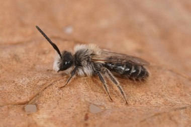 Kum havuzu arısı Andrena Barbilabris 'in küçük beyaz erkeği, tarlada kurumuş bir yaprağın üzerinde oturuyor.