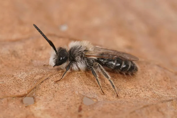 Kum havuzu arısı Andrena Barbilabris 'in küçük beyaz erkeği, tarlada kurumuş bir yaprağın üzerinde oturuyor.