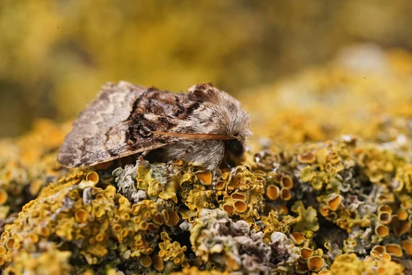 Closeup Nut Tree Tussock Moth Colocasia Coryli Sitting Yellow Lichen — Stock Photo, Image