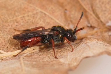 Rengarenk kırmızı Fabricious 'ın göçebe arısı, Nomada Fabriciana' nın koyu formunda, kurumuş bir yaprağın üzerinde oturuyor.