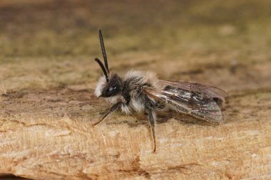 Kum havzası arısı Andrena Barbilabris 'in küçük beyaz erkeğine yaklaş.