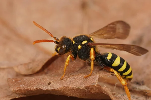 Närbild Färgglad Gul Svart Geting Härma Kvinnliga Gooden Nomad Bee — Stockfoto
