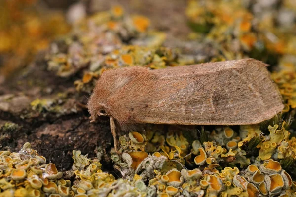 Detailní Záběr Motýla Obecného Quaker Orthosia Cerasi Sedí Lišejníku Zakrytý — Stock fotografie