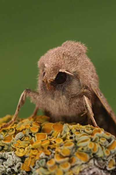 Detailed Vertical Facial Closeup Common Quaker Moth Orthosia Cerasi Sitting — ストック写真