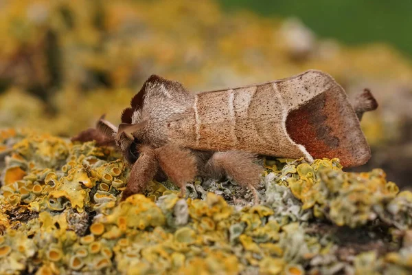 Closeup Chocolate Tip Moth Clostera Curtulasitting Lichen Covered Wood — Stock Photo, Image