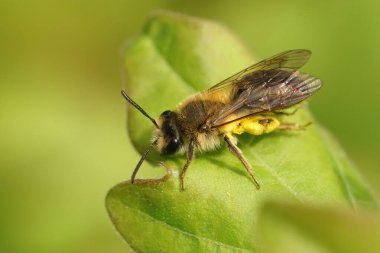 Andrena Mitt, yeşil bir yaprağın üzerinde oturan sarı polenle dolu bir madenciye yaklaş.