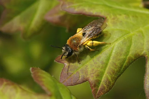 Großaufnahme Einer Mit Pollen Beladenen Weiblichen Bergbaubiene Andrena Haemorrhoa Die — Stockfoto