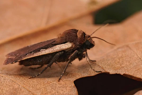 Gedetailleerde Close Vlamschoudermot Ochropleura Plecta Zittend Een Groen Blad — Stockfoto