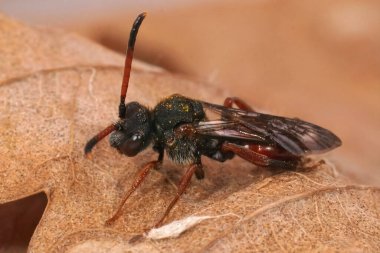 Renkli kırmızı bir dişiye yakın çekim Fabricious Nomada guguk kuşu, Nomada fabriaciana kurumuş bir yaprağın üzerinde oturuyor