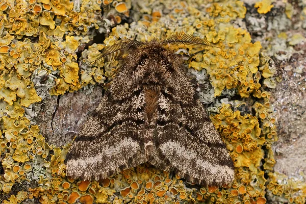 Dorsal Closeup Brindled Beauty Moth Lycia Hirtaria Sitting Lichen Covered — ストック写真