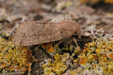 Bahçedeki liken kaplı bir odun parçasının üzerinde oturan Ortopedi serasisi, ortak Quaker güvesine yakın plan.