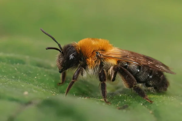 Renkli Bir Dişi Maden Arısına Yakından Bakın Andrena Nitida Yeşil — Stok fotoğraf