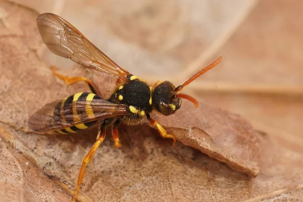 Close Een Kleurrijke Gele Zwarte Wesp Bootsen Vrouwelijke Gooden Nomade — Stockfoto