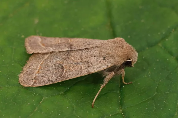 Bahçede yeşil bir yaprağın üzerinde oturan ortak kuveykır güvesinin sırt çekimi.