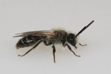 Beyaz, gümüş saçlı, sakallı, madenci arı Andrena Barbilabris 'in beyaz arka planda yakın plan görüntüleri.