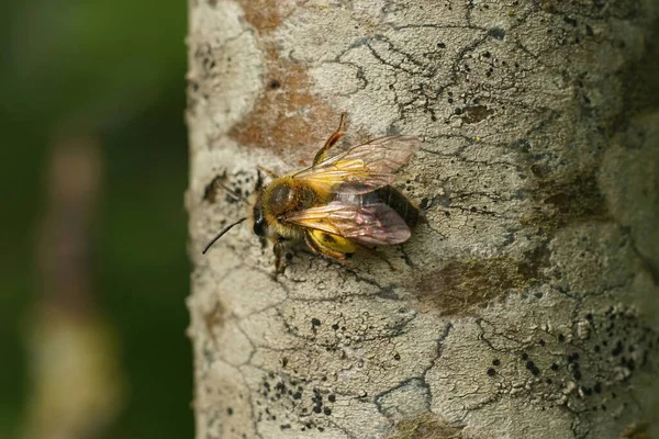 Großaufnahme Einer Einsamen Sanften Bergmannsbiene Andrena Mitis Die Auf Einem — Stockfoto