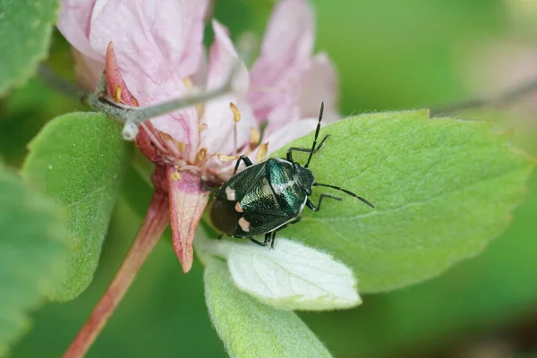 Metalik renkli brassica böceğine yakından bakın, Eurydema oleracea bahçede yeşil bir yaprağın üzerinde oturuyor.