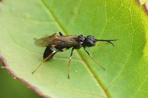 Closeup Curled White Banded Rose Sawfly Allantus Cinstus Ovipositioning Leaf — Fotografia de Stock