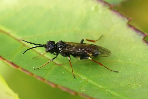 Closeup on a curled or white banded rose sawfly, Allantus cinstus sitting on a leaf of it\'s host plant in the garden