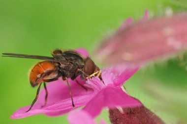 Rhingia kampı, portakallı ortak bir alana yakın nektar içerek bahçede mor bir çiçek oluşturur.