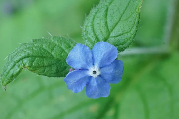 Closeup Small Blue Flower Alkanet Pentaglottis Sempervirens Garden — Foto de Stock