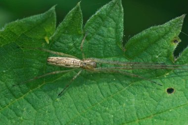 Uzun çeneli bir örümceğe yakından bakın, Tetragnatha, yeşil bir yaprak üzerinde uzun bacaklarını uzatıyor.