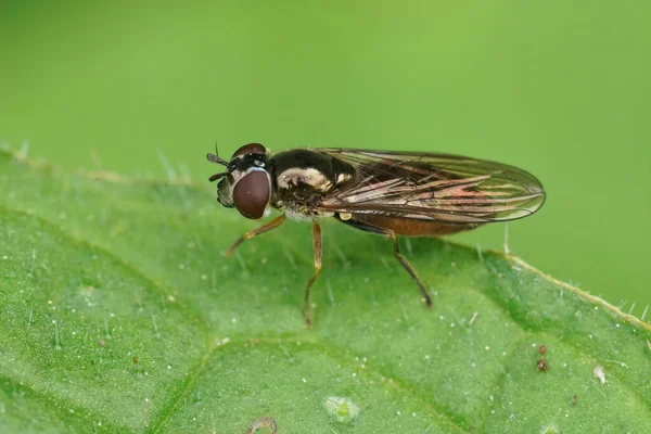 Zbliżenie Błyszczący Mały Hoverfly Platycheirus Albimanus Siedzi Zielonym Liściu Ogrodzie — Zdjęcie stockowe