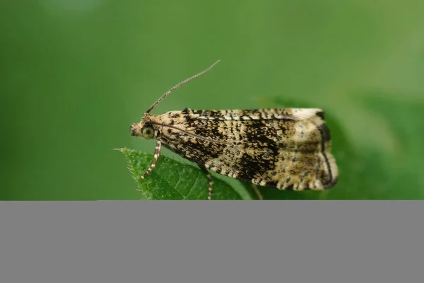 Closeup Common Marble Moth Celypha Lacunana Sitting Green Leaf Garden — стоковое фото