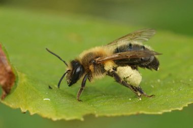 Crataegus poleniyle dolu yeşil bir yaprağın üzerinde oturan çikolatalı maden arısı Andrena Scotica 'ya yaklaş.