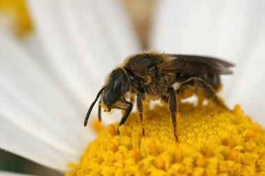 Bahçedeki sarı bir çiçeğin üzerinde oturan Lasioglossum zonulum dişi bir arının üzerine yakın çekim