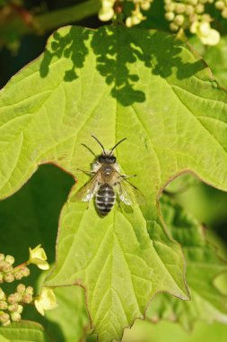 Kıllı erkek, beyaz karınlı maden arısı Andrena Gravida 'ya dikey yakın plan, açık kanatlı yeşil bir yaprağın üzerinde oturuyor.