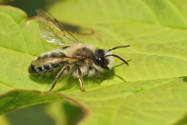 Kıllı erkek, beyaz göbekli maden arısı Andrena Gravida, açık kanatlı yeşil bir yaprağın üzerinde oturuyor.