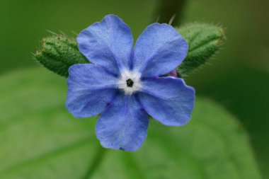 Yumuşak mavi alkanet çiçeğine yakın çekim, Pentaglottis sempervirens bahçede