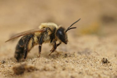 Bir çikolata madencisi olan Andrena Scotica 'ya yakın plan, sahada oturuyor.