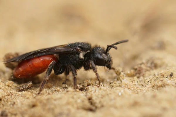 Yerde Oturan Parlak Kırmızı Kleptoparazit Arı Sphecodes Albilabris Detaylı Görüntüsü — Stok fotoğraf