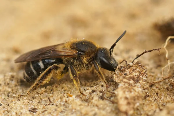 Close Een Vrouwelijke Stier Met Kop Furrow Bee Lasioglossum Zonulum — Stockfoto