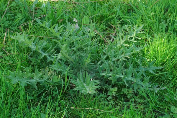 地面に草の間にCirsiumのハゲワシ 新鮮な新興の槍のアザミに閉鎖 — ストック写真