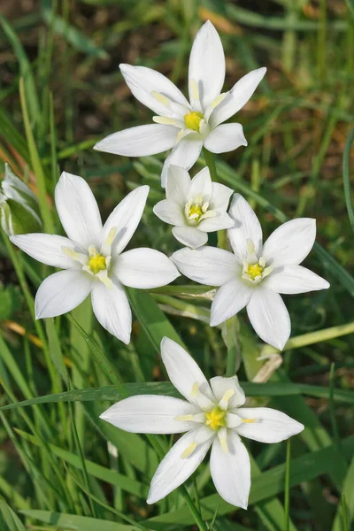 Beytüllahim 'in yeni bahçıvan bitkisi Ornithogalum umbellatum' un parlak beyaz çiçeklerine yakın plan.
