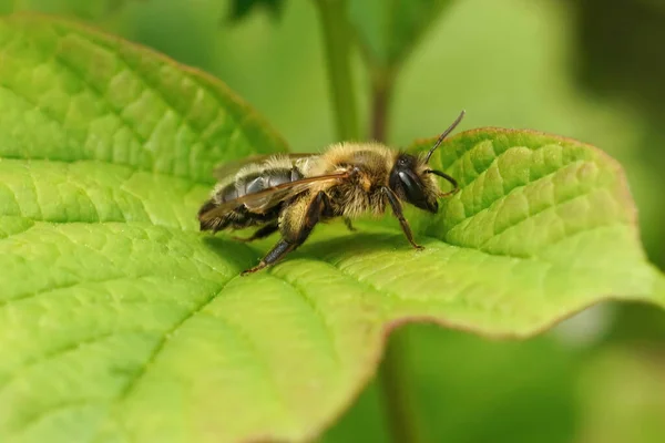 Yetişkin Bir Hawthorn Maden Arısı Olan Andrena Scotica Yaklaş Öğleden — Stok fotoğraf