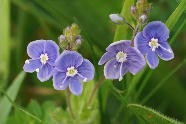 Primer Plano Cuatro Flores Germander Speedwell Color Azul Brillante Veronica — Foto de Stock