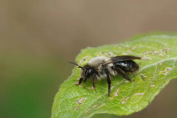 Közelkép Egy Szürke Hátú Bányaméh Andrena Vaga Bokrok Egy Zöld — Stock Fotó