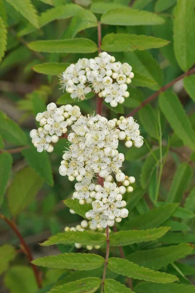 Çiçek açan bir çalılığın beyaz çiçeklerine dikey yakın plan, Sorbus aucuparai tarlada