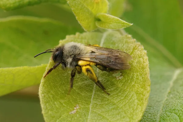 Closeup Female Grey Backed Mining Bee Andrena Vaga Loaded Yellow — Fotografia de Stock