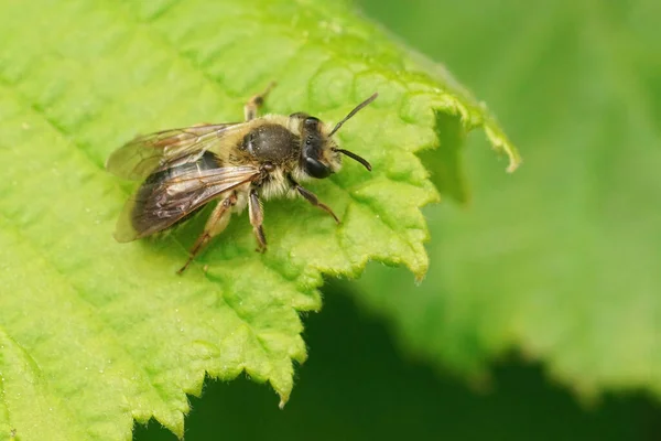 Closeup Female Mellow Miner Bee Andrena Mitis Sitting Green Leaf — Stock Photo, Image